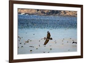Flock of Pelicans-Toula Mavridou-Messer-Framed Photographic Print