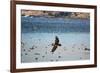 Flock of Pelicans-Toula Mavridou-Messer-Framed Photographic Print