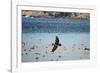 Flock of Pelicans-Toula Mavridou-Messer-Framed Photographic Print