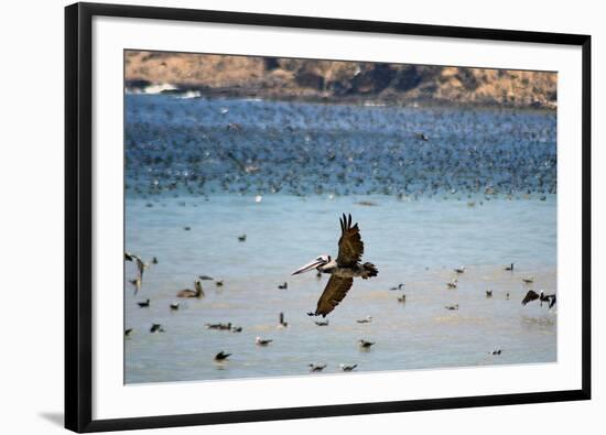 Flock of Pelicans-Toula Mavridou-Messer-Framed Photographic Print