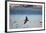 Flock of Pelicans-Toula Mavridou-Messer-Framed Photographic Print