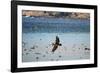 Flock of Pelicans-Toula Mavridou-Messer-Framed Photographic Print