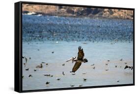 Flock of Pelicans-Toula Mavridou-Messer-Framed Stretched Canvas