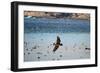 Flock of Pelicans-Toula Mavridou-Messer-Framed Photographic Print