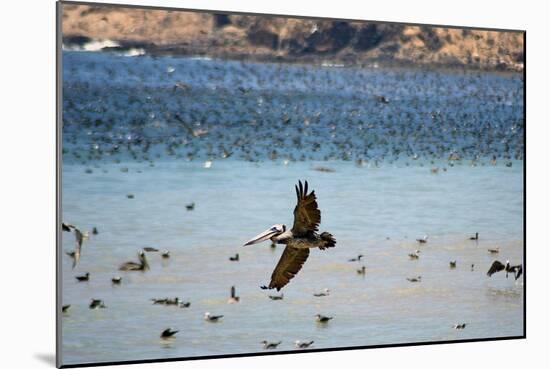 Flock of Pelicans-Toula Mavridou-Messer-Mounted Photographic Print