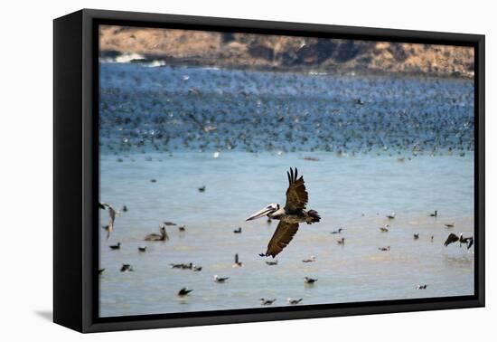 Flock of Pelicans-Toula Mavridou-Messer-Framed Stretched Canvas