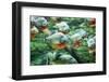 Flock of Piranhas Swim Nature Wildlife-risteski goce-Framed Photographic Print