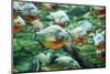 Flock of Piranhas Swim Nature Wildlife-risteski goce-Mounted Photographic Print