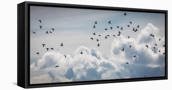 Flock of Puffin (Fratercala Arctica) Flying over Reykjavik, Harbor, Reykjavik, Iceland-null-Framed Stretched Canvas