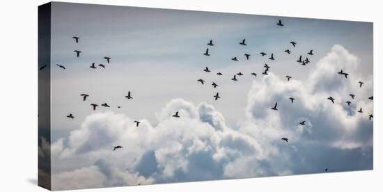 Flock of Puffin (Fratercala Arctica) Flying over Reykjavik, Harbor, Reykjavik, Iceland-null-Stretched Canvas