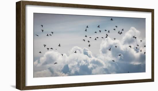 Flock of Puffin (Fratercala Arctica) Flying over Reykjavik, Harbor, Reykjavik, Iceland-null-Framed Photographic Print