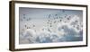 Flock of Puffin (Fratercala Arctica) Flying over Reykjavik, Harbor, Reykjavik, Iceland-null-Framed Photographic Print