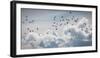 Flock of Puffin (Fratercala Arctica) Flying over Reykjavik, Harbor, Reykjavik, Iceland-null-Framed Photographic Print