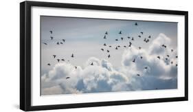 Flock of Puffin (Fratercala Arctica) Flying over Reykjavik, Harbor, Reykjavik, Iceland-null-Framed Photographic Print