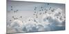 Flock of Puffin (Fratercala Arctica) Flying over Reykjavik, Harbor, Reykjavik, Iceland-null-Mounted Photographic Print