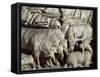 Flock of Rams-Nicola Pisano-Framed Stretched Canvas