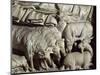 Flock of Rams-Nicola Pisano-Mounted Giclee Print