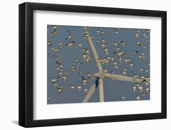 Flock of Sanderlings in flight with wind turbines in background-Loic Poidevin-Framed Photographic Print