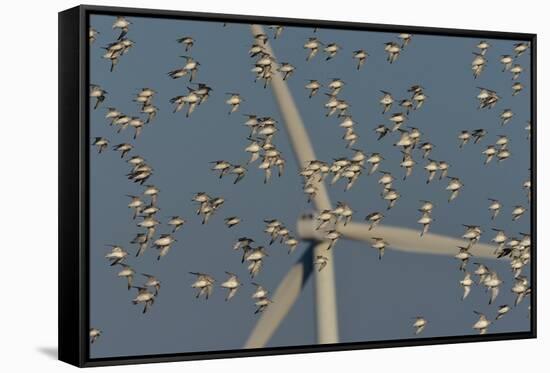 Flock of Sanderlings in flight with wind turbines in background-Loic Poidevin-Framed Stretched Canvas