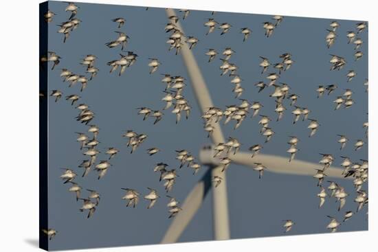 Flock of Sanderlings in flight with wind turbines in background-Loic Poidevin-Stretched Canvas