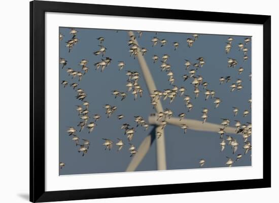 Flock of Sanderlings in flight with wind turbines in background-Loic Poidevin-Framed Photographic Print