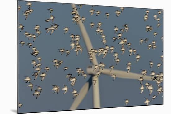 Flock of Sanderlings in flight with wind turbines in background-Loic Poidevin-Mounted Photographic Print