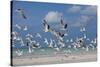 Flock Of Sea Birds, Black Skimmers & Terns, White Sand Beach, Gulf Of Mexico, Holbox Island, Mexico-Karine Aigner-Stretched Canvas