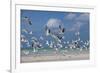 Flock Of Sea Birds, Black Skimmers & Terns, White Sand Beach, Gulf Of Mexico, Holbox Island, Mexico-Karine Aigner-Framed Photographic Print