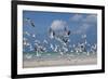 Flock Of Sea Birds, Black Skimmers & Terns, White Sand Beach, Gulf Of Mexico, Holbox Island, Mexico-Karine Aigner-Framed Photographic Print