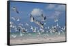 Flock Of Sea Birds, Black Skimmers & Terns, White Sand Beach, Gulf Of Mexico, Holbox Island, Mexico-Karine Aigner-Framed Stretched Canvas