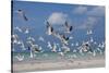 Flock Of Sea Birds, Black Skimmers & Terns, White Sand Beach, Gulf Of Mexico, Holbox Island, Mexico-Karine Aigner-Stretched Canvas