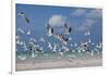 Flock Of Sea Birds, Black Skimmers & Terns, White Sand Beach, Gulf Of Mexico, Holbox Island, Mexico-Karine Aigner-Framed Photographic Print