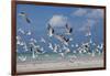 Flock Of Sea Birds, Black Skimmers & Terns, White Sand Beach, Gulf Of Mexico, Holbox Island, Mexico-Karine Aigner-Framed Photographic Print