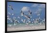 Flock Of Sea Birds, Black Skimmers & Terns, White Sand Beach, Gulf Of Mexico, Holbox Island, Mexico-Karine Aigner-Framed Photographic Print