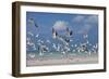 Flock Of Sea Birds, Black Skimmers & Terns, White Sand Beach, Gulf Of Mexico, Holbox Island, Mexico-Karine Aigner-Framed Photographic Print