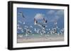 Flock Of Sea Birds, Black Skimmers & Terns, White Sand Beach, Gulf Of Mexico, Holbox Island, Mexico-Karine Aigner-Framed Photographic Print