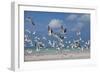 Flock Of Sea Birds, Black Skimmers & Terns, White Sand Beach, Gulf Of Mexico, Holbox Island, Mexico-Karine Aigner-Framed Photographic Print