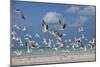 Flock Of Sea Birds, Black Skimmers & Terns, White Sand Beach, Gulf Of Mexico, Holbox Island, Mexico-Karine Aigner-Mounted Photographic Print