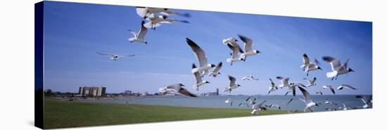 Flock of Seagulls Flying on the Beach, New York, USA-null-Stretched Canvas