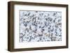 Flock of Seagulls, Winter time, Kolgrafarfjordur, Snaefellsnes Peninsula, Iceland-Panoramic Images-Framed Photographic Print