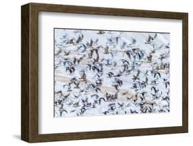 Flock of Seagulls, Winter time, Kolgrafarfjordur, Snaefellsnes Peninsula, Iceland-Panoramic Images-Framed Photographic Print