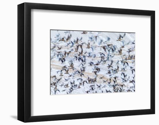 Flock of Seagulls, Winter time, Kolgrafarfjordur, Snaefellsnes Peninsula, Iceland-Panoramic Images-Framed Photographic Print