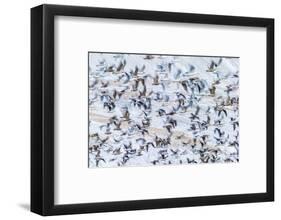 Flock of Seagulls, Winter time, Kolgrafarfjordur, Snaefellsnes Peninsula, Iceland-Panoramic Images-Framed Photographic Print