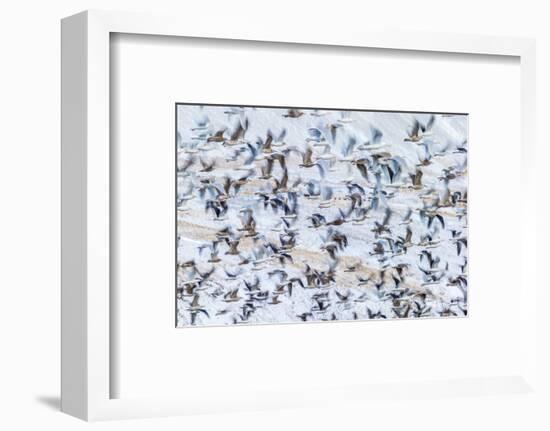 Flock of Seagulls, Winter time, Kolgrafarfjordur, Snaefellsnes Peninsula, Iceland-Panoramic Images-Framed Photographic Print
