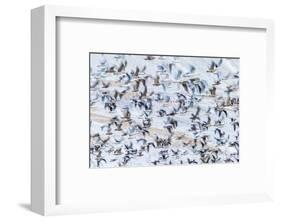 Flock of Seagulls, Winter time, Kolgrafarfjordur, Snaefellsnes Peninsula, Iceland-Panoramic Images-Framed Photographic Print