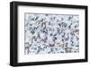 Flock of Seagulls, Winter time, Kolgrafarfjordur, Snaefellsnes Peninsula, Iceland-Panoramic Images-Framed Photographic Print