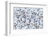 Flock of Seagulls, Winter time, Kolgrafarfjordur, Snaefellsnes Peninsula, Iceland-Panoramic Images-Framed Photographic Print