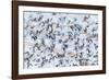 Flock of Seagulls, Winter time, Kolgrafarfjordur, Snaefellsnes Peninsula, Iceland-Panoramic Images-Framed Photographic Print