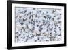 Flock of Seagulls, Winter time, Kolgrafarfjordur, Snaefellsnes Peninsula, Iceland-Panoramic Images-Framed Photographic Print