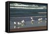 Flock of seaguls on the beaches of Lake Michigan, Indiana Dunes, Indiana, USA-Anna Miller-Framed Stretched Canvas